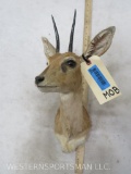 Steinbuck Sh Mt TAXIDERMY