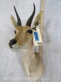 Reedbuck Sh Mt TAXIDERMY