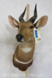 Bushbuck Sh Mt TAXIDERMY