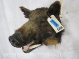 Boar Sh Mt TAXIDERMY