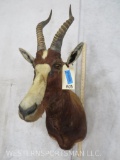 Blesbok Sh Mt TAXIDERMY