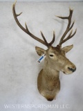 Red Stag Sh Mt TAXIDERMY