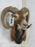 Mouflon Sheep Sh Mt TAXIDERMY