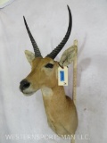 Reedbuck Sh Mt TAXIDERMY