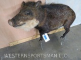 Lifesize Peccary no Base TAXIDERMY