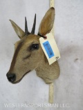 Duiker Sh Mt TAXIDERMY