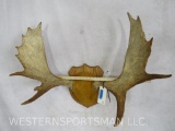 Moose Rack on Plaque TAXIDERMY