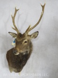 Sika Deer Sh Mt TAXIDERMY