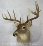 11 PT Whitetail Sh Mt TAXIDERMY