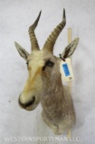 White Blesbok Sh Mt TAXIDERMY