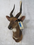 Bushbuck Sh Mt TAXIDERMY