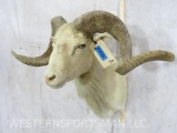 TX Dall Sheep Sh Mt TAXIDERMY