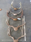 5 Sets of Mule Deer Antlers (5x$) TAXIDERMY