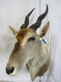 Eland Sh Mt TAXIDERMY