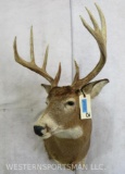 10 PT Whitetail Sh Mt W/Double Brow Tyne TAXIDERMY