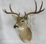 8 PT Whitetail Sh Mt W/Wide Spread TAXIDERMY