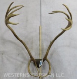 Mounted Caribou Rack TAXIDERMY