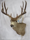 XL Mule Deer Sh Mt TAXIDERMY