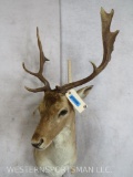 Fallow Sh Mt TAXIDERMY