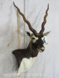 Blackbuck Wall Pedestal TAXIDERMY