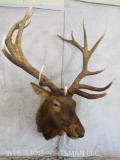 XL Red Stag Sh Mt TAXIDERMY