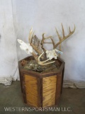 2 Locked Antler Whitetail Skulls on Rotating Pedestal