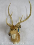 Axis Deer Sh Mt in Velvet TAXIDERMY