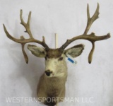 XL Mule Deer Sh Mt W/Double Drop Tynes & 2 Broken Tynes TAXIDERMY