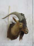 Goat Sh Mt TAXIDERMY