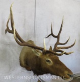 ELK SH MT TAXIDERMY