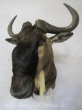 White Bearded Gnu Sh Mt TAXIDERMY