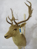 Fallow Sh Mt TAXIDERMY