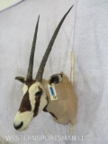 Gemsbok Sh Mt TAXIDERMY