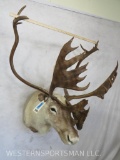 Caribou Sh Mt TAXIDERMY