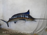 Marlin Fish Mt TAXIDERMY