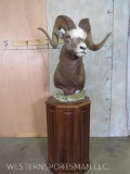 Snow Sheep Pedestal TAXIDERMY