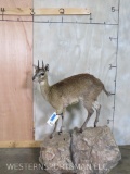 Lifesize Klipspringer on Base TAXIDERMY