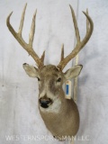 8 PT Whitetail Sh Mt TAXIDERMY