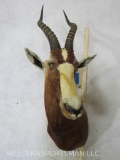 Blesbok Sh Mt TAXIDERMY