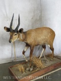 Lifesize Bushbuck on Base