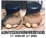 Set of Male Elephant Foot Stools TAXIDERMY