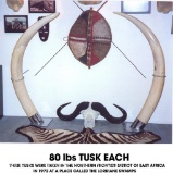 Elephant Ivory Tusk Set Approximately 80lbs Each (ILLINOIS RESIDENTS ONLY) TAXIDERMY