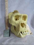 REALLY COOL Reproduction Gorilla Skull TAXIDERMY ODDITY