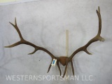 Mounted Elk Rack TAXIDERMY