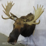 Moose Sh Mt TAXIDERMY