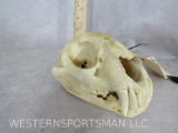 Leopard Skull (TX RES ONLY) TAXIDERMY