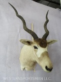 Addax Sh Mt (TX RES ONLY) TAXIDERMY