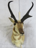 Pronghorn Sh Mt TAXIDERMY