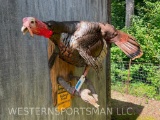 Beautiful Wild Turkey ,Taxidermy wall hanging mount of limb. HUGE Spurs and Beard, 43 inches long, 3