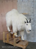 Lifesize Mountain Goat on Casts TAXIDERMY